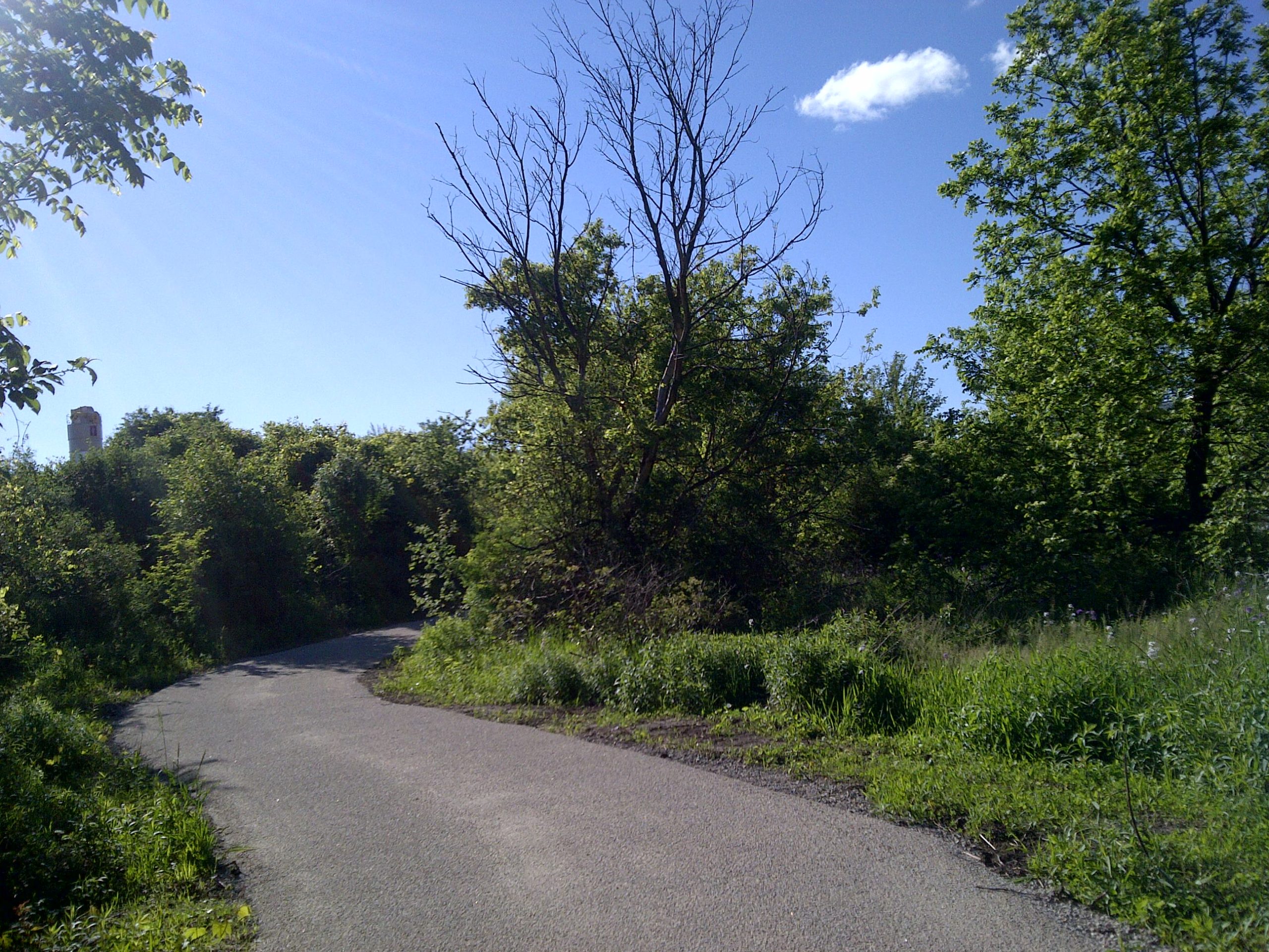 Trail surrounded by trees