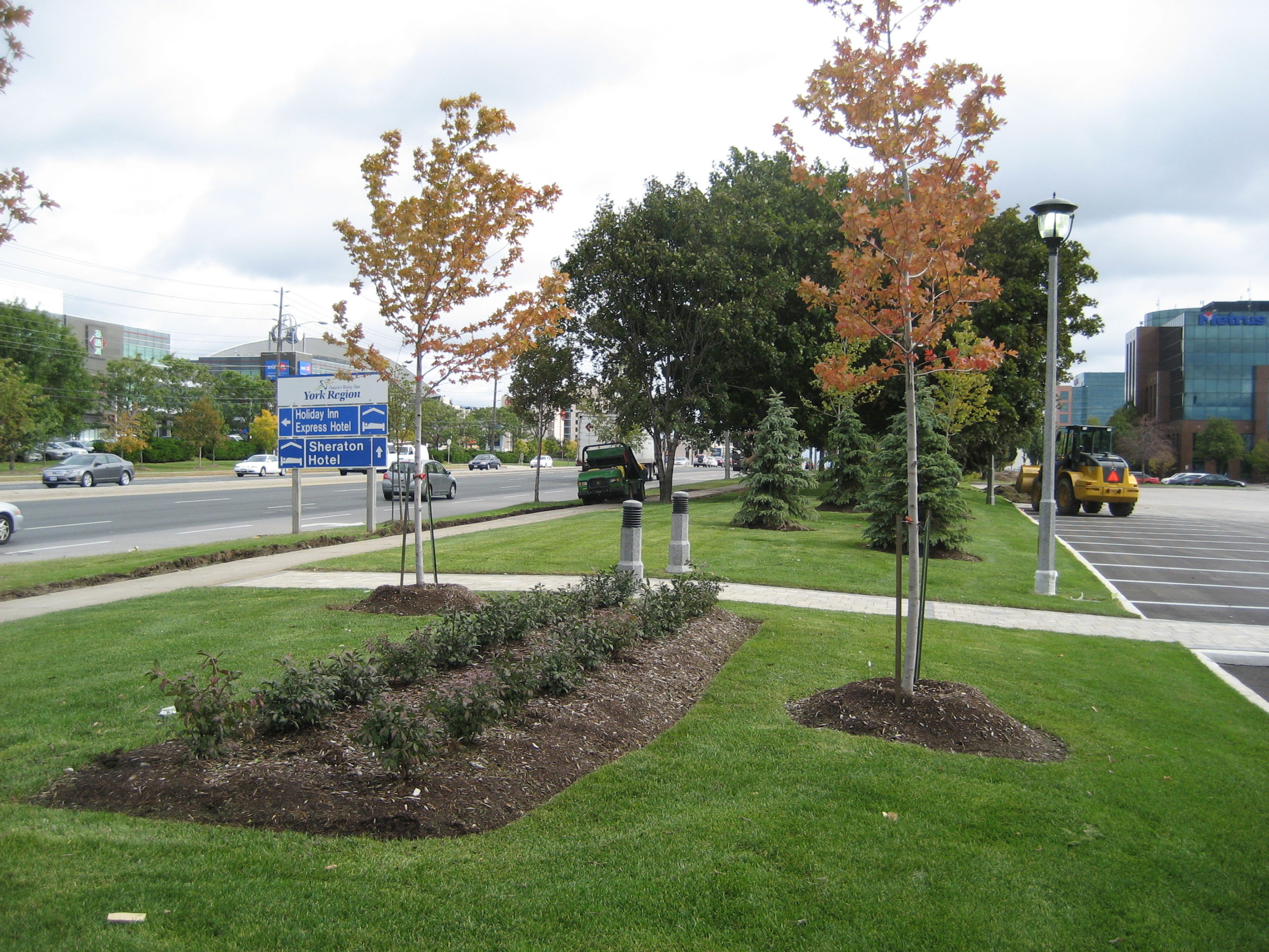 Shrubs and trees