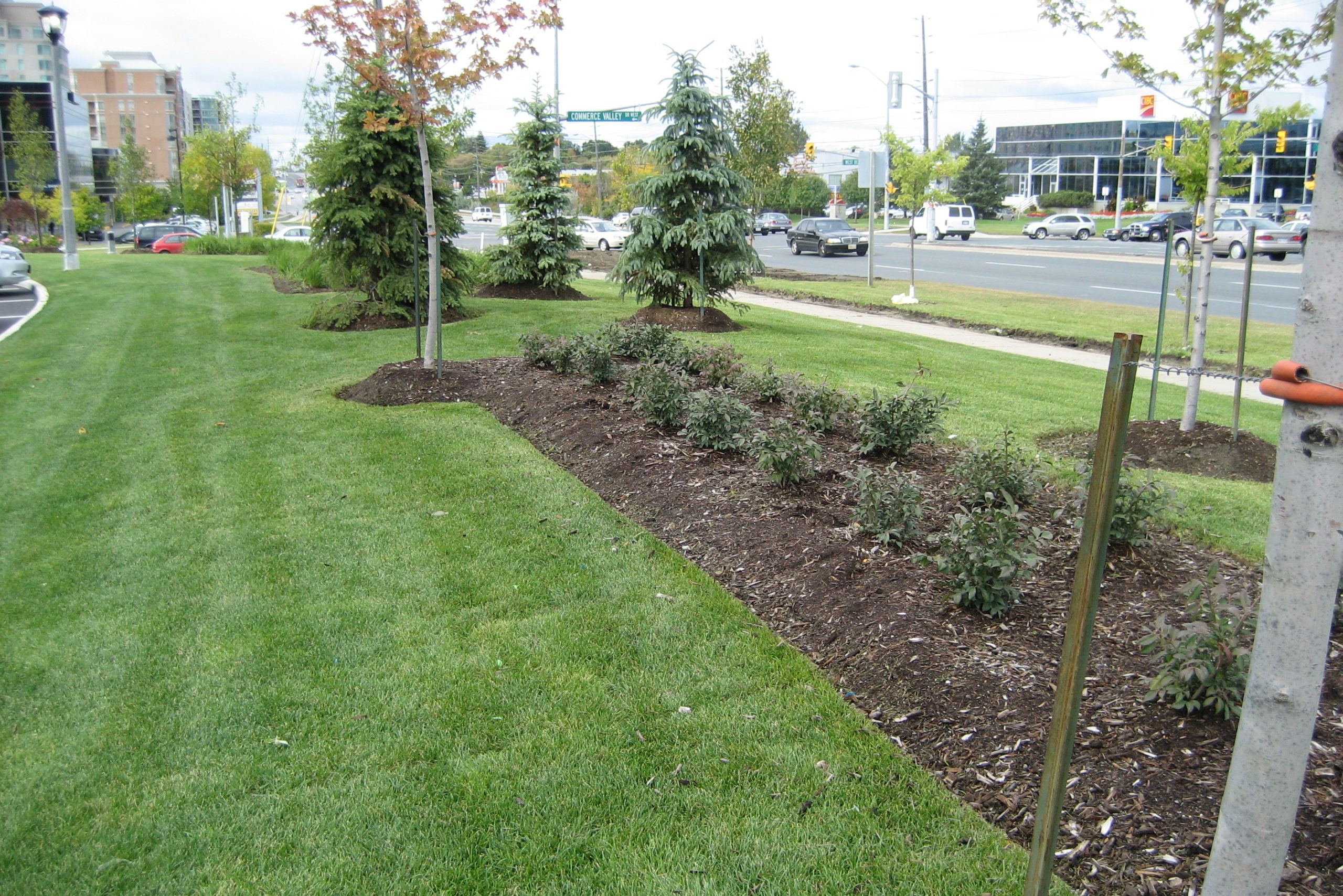 Garden with shrubs