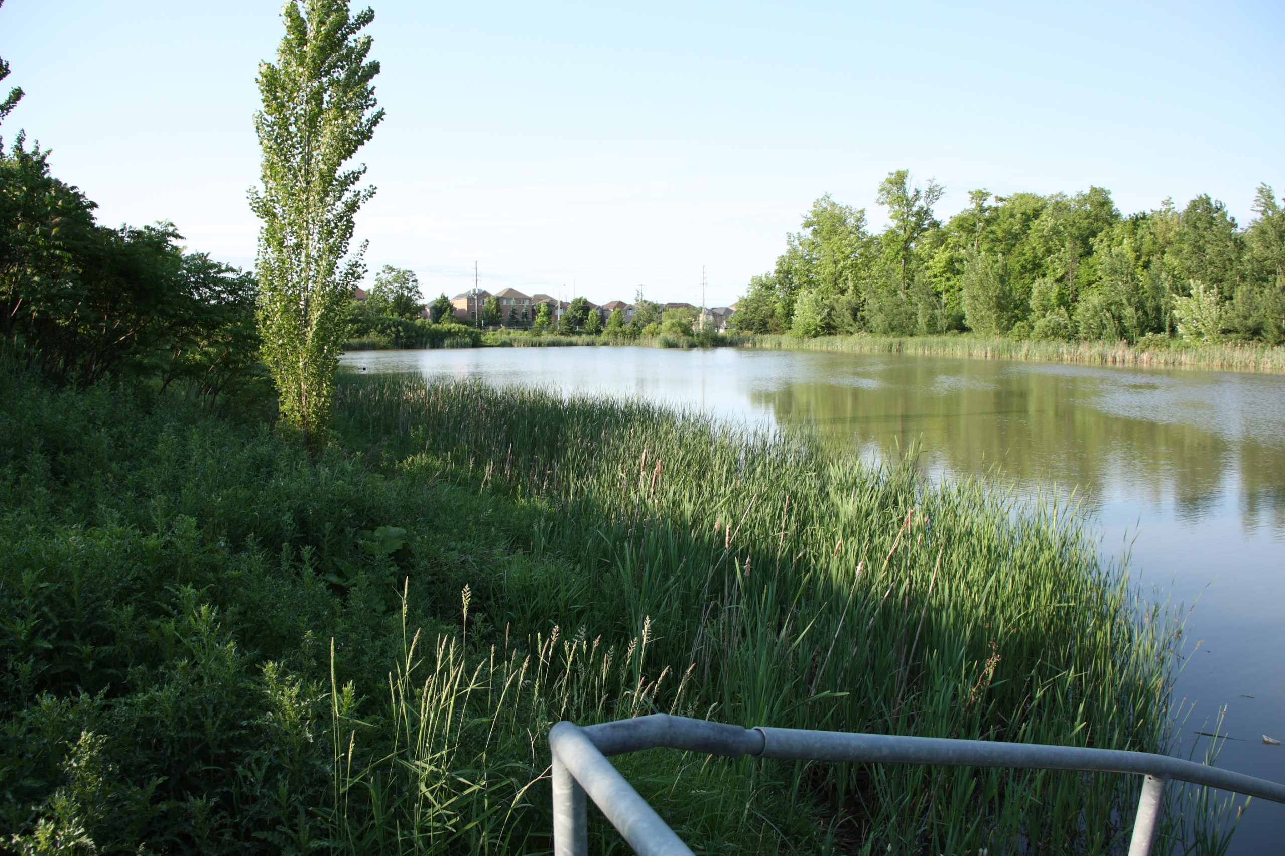 Pond with trees