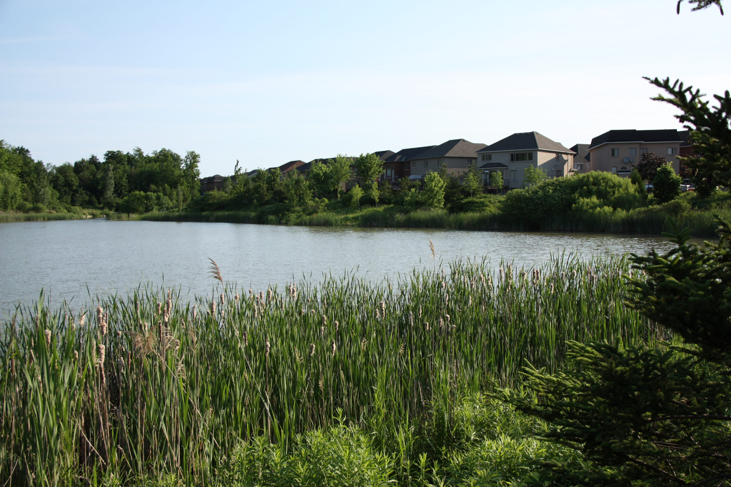 Pond with houses in background