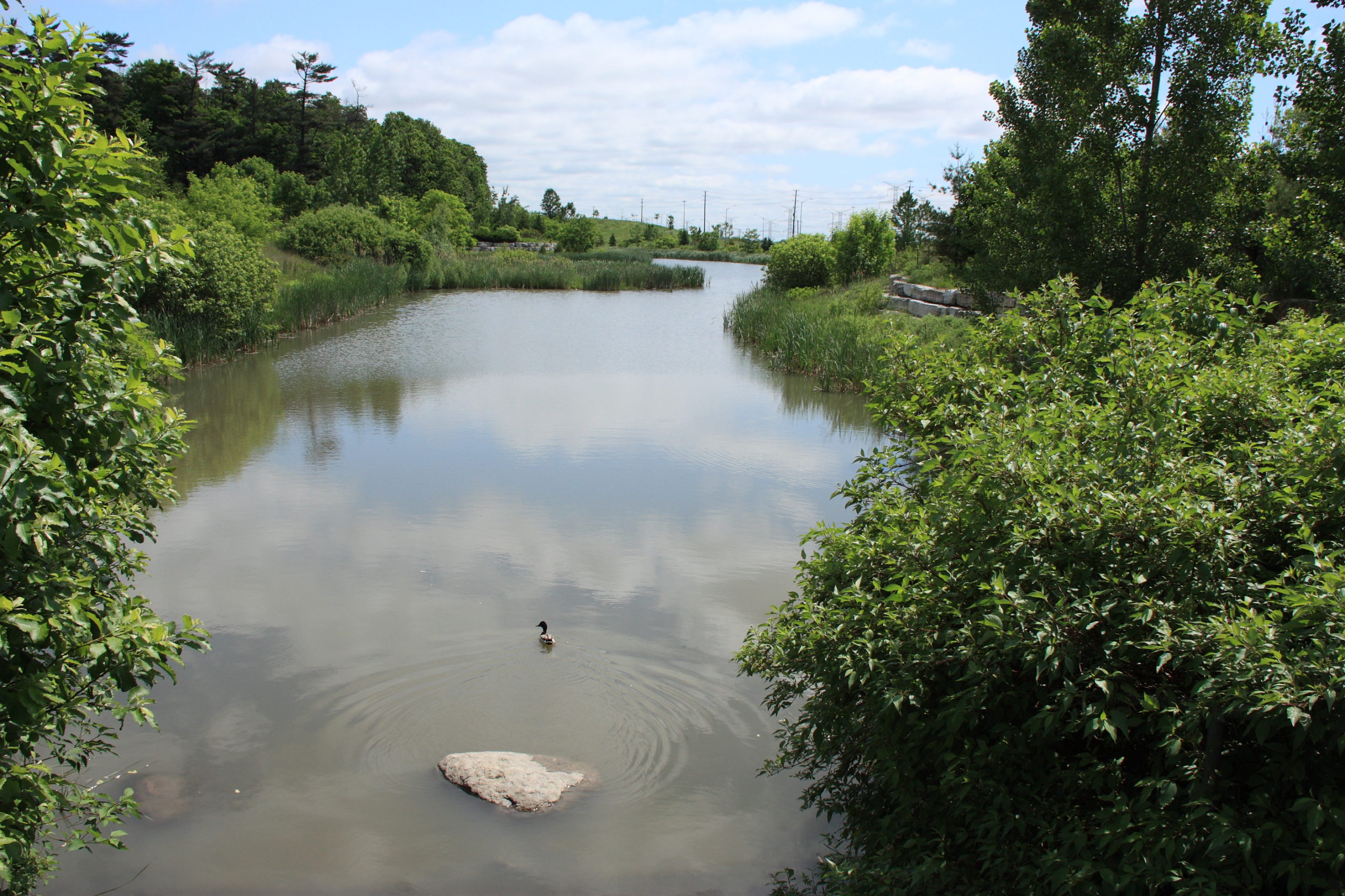 Duck in the waterway