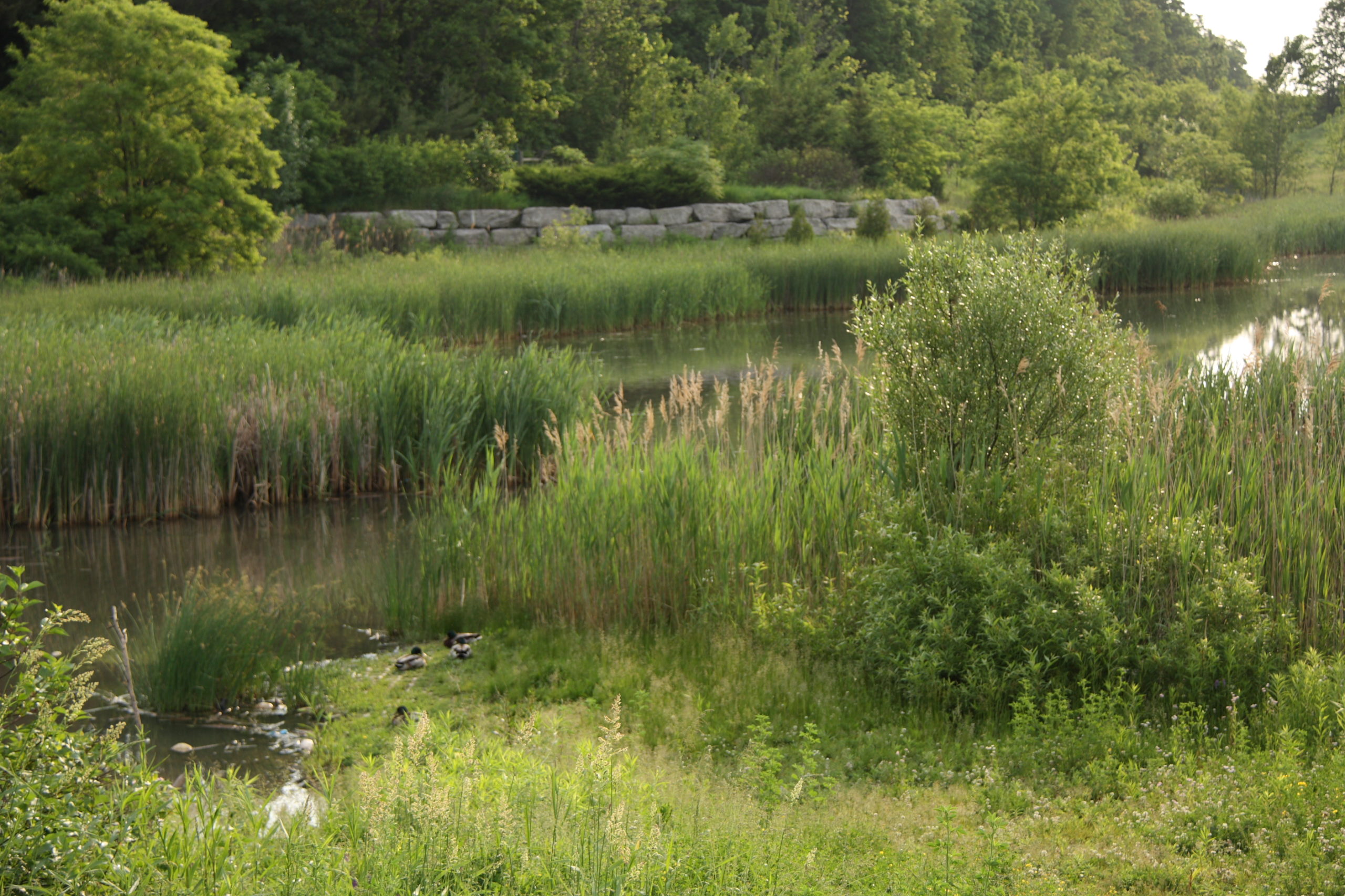 Pond with stone retainer wall in background