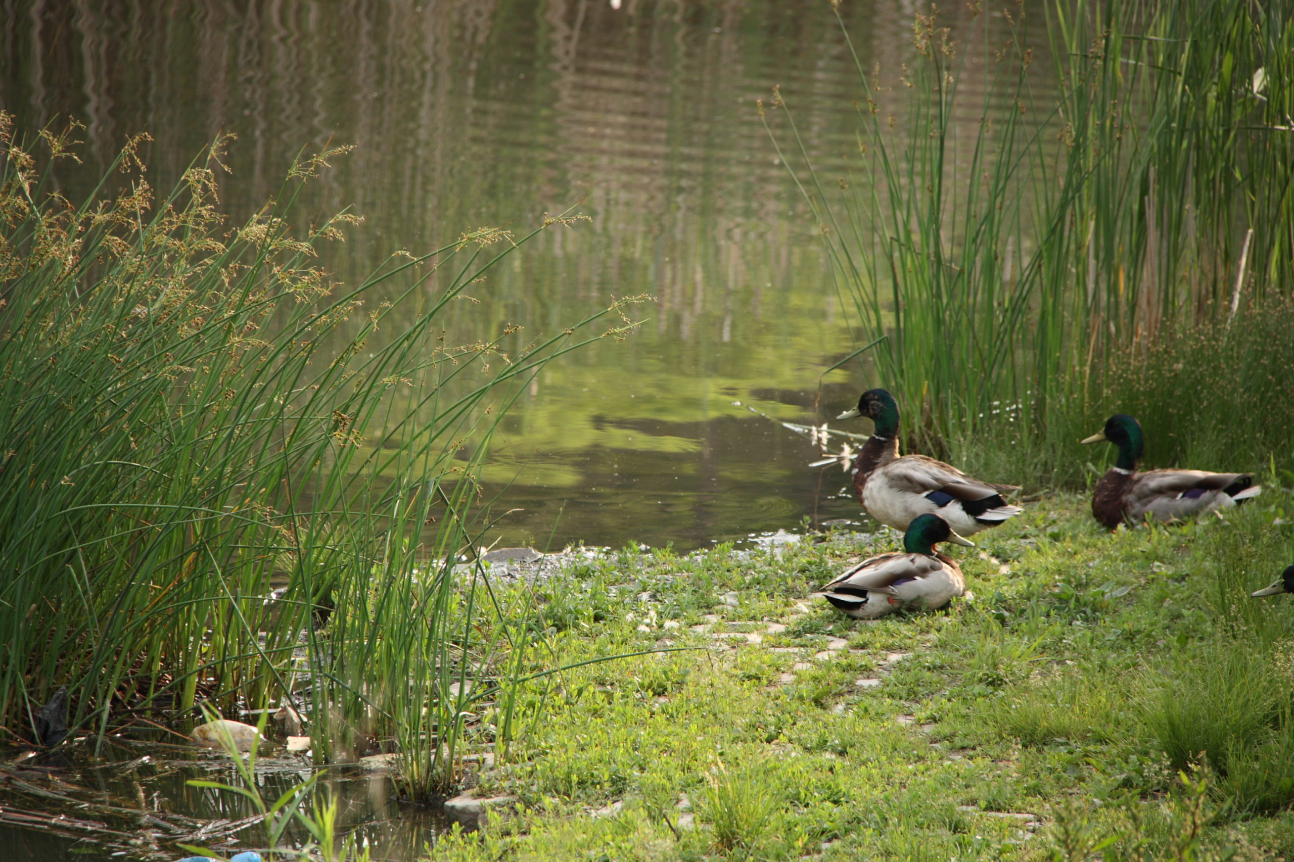 Ducks on the edge of the pond