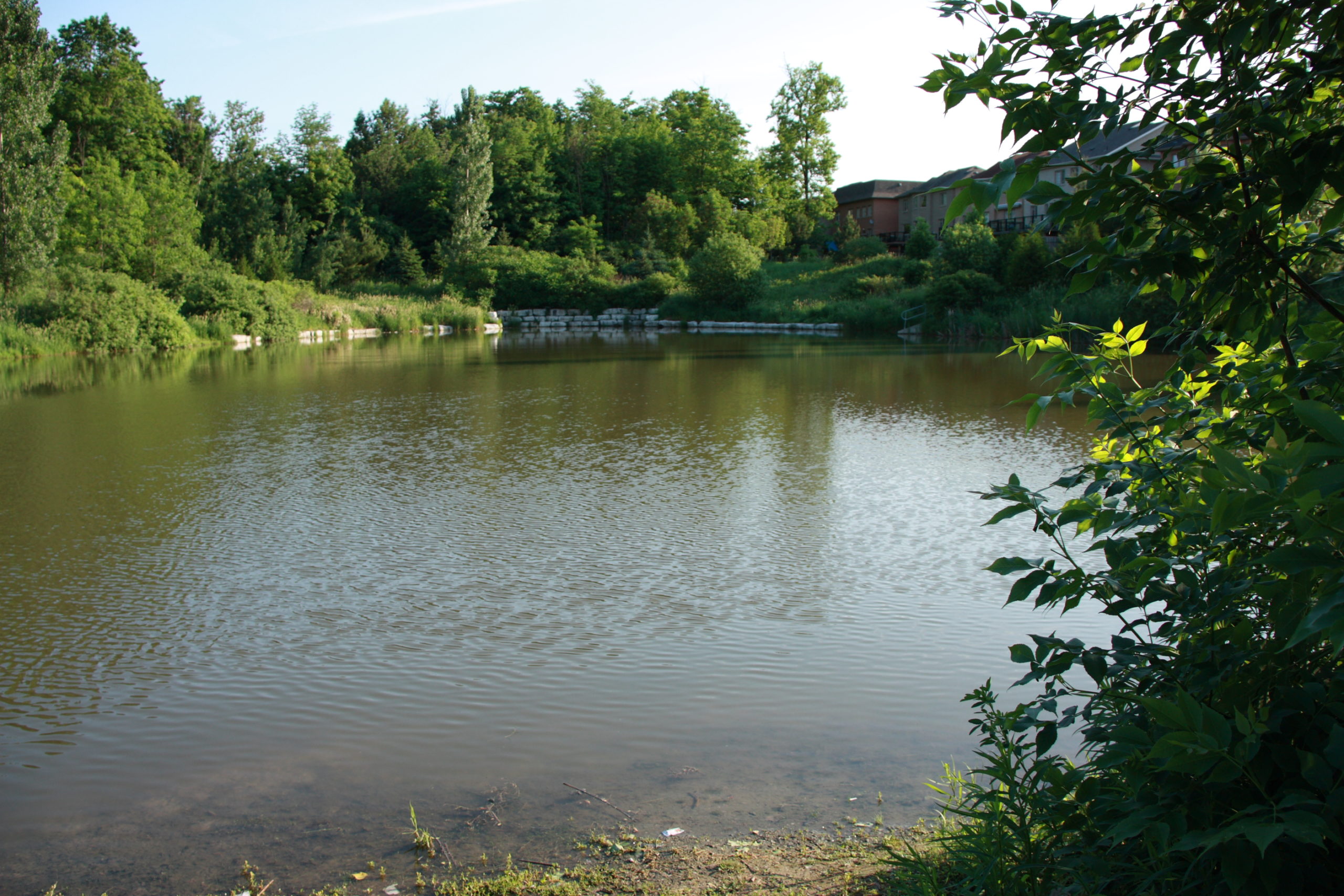 Pond surrounded by trees and plants