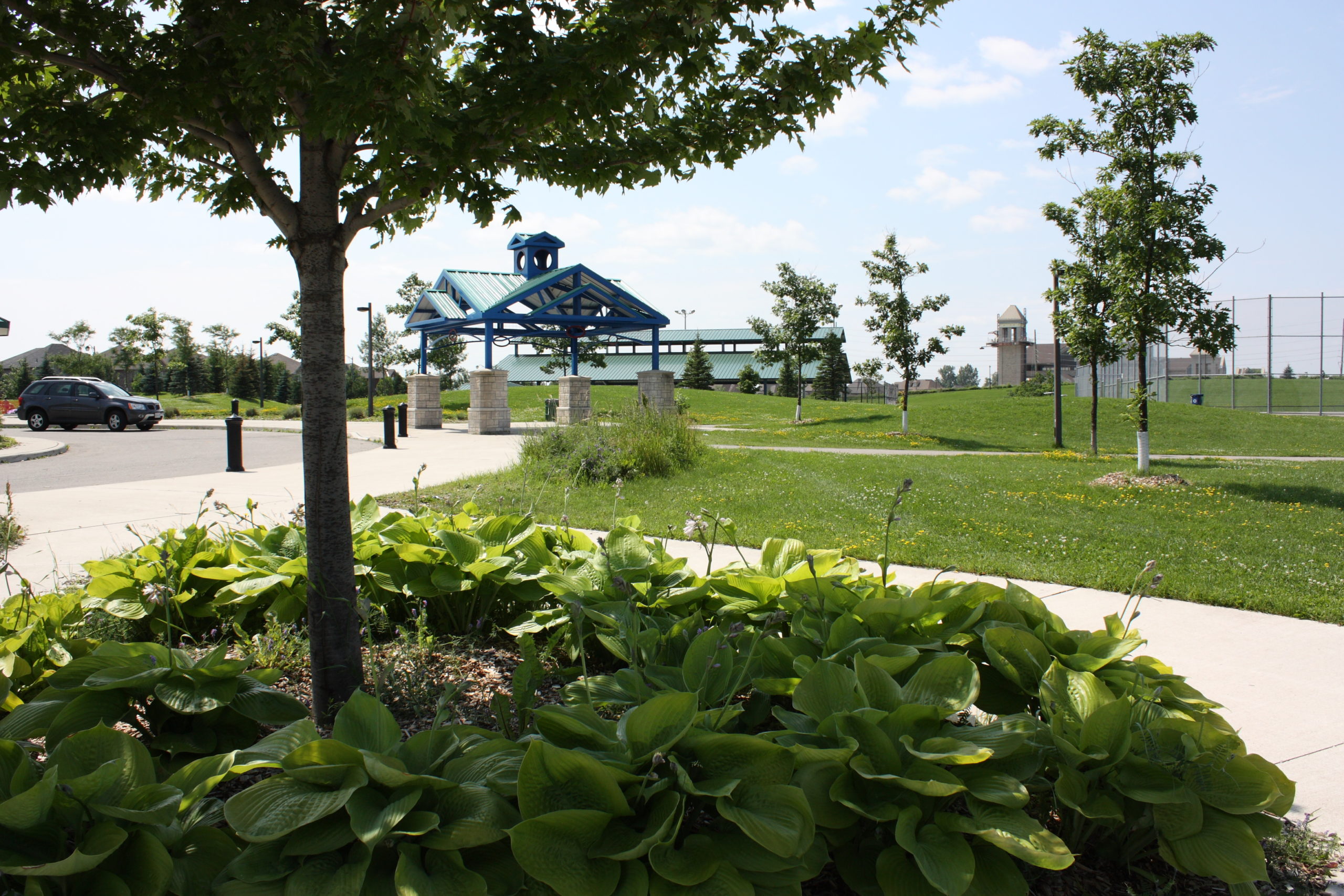 A group of hostas surrounding a tree with the park in the background.