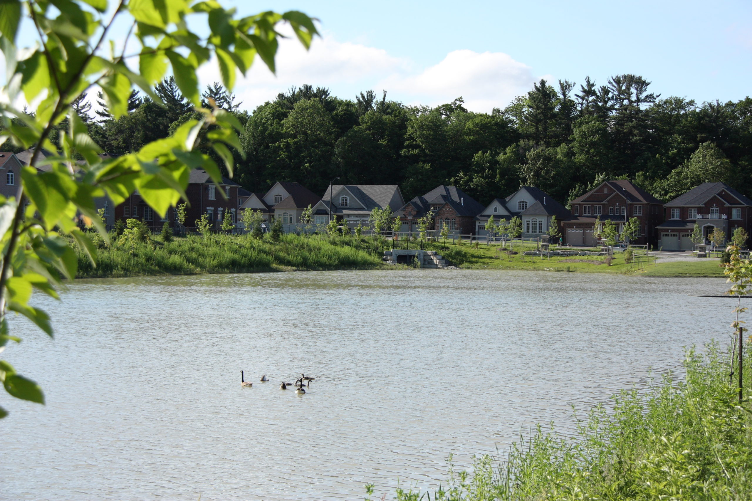 Canadian Geese in a pond with houses in the background