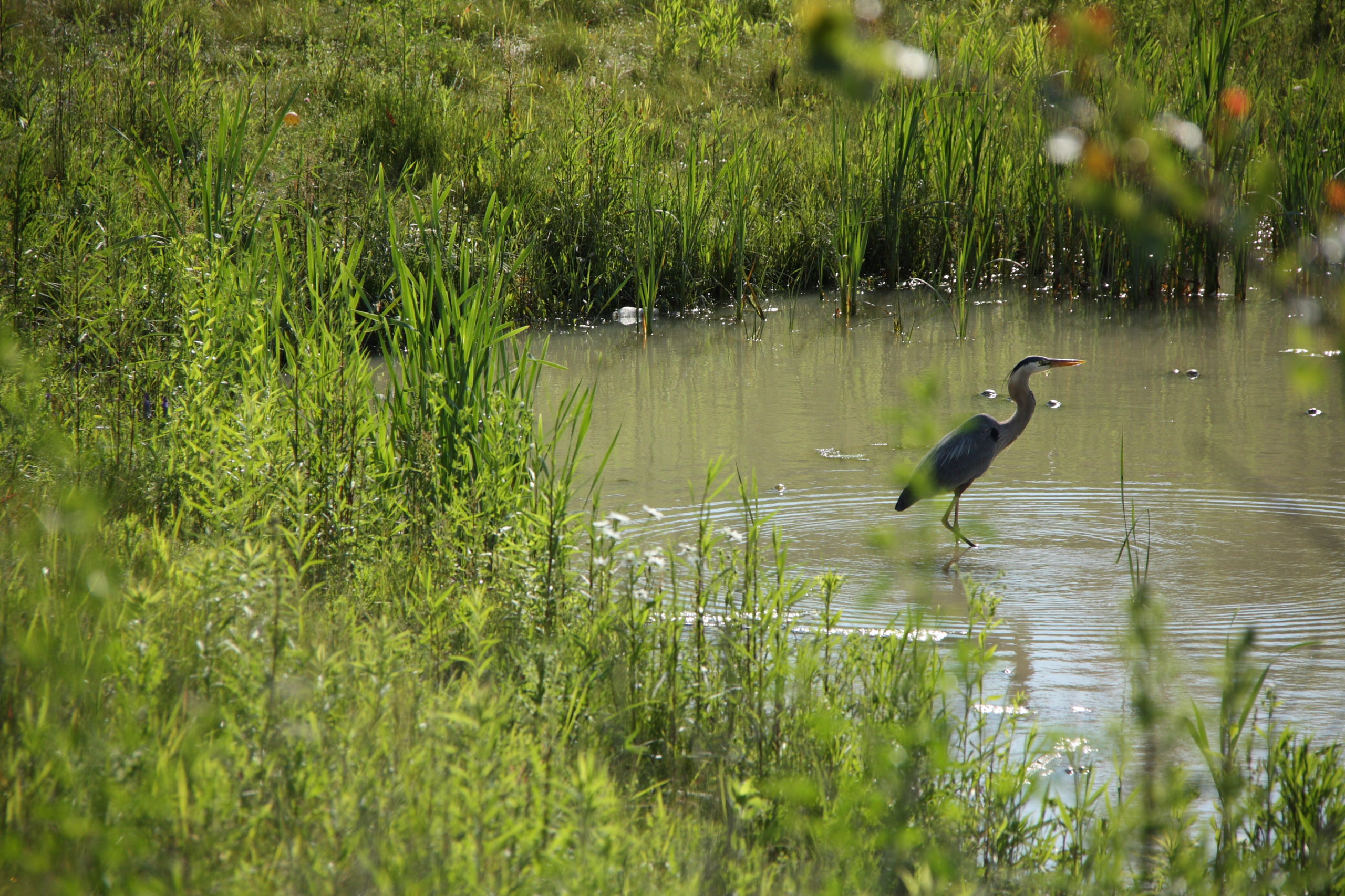 Crane in the pond