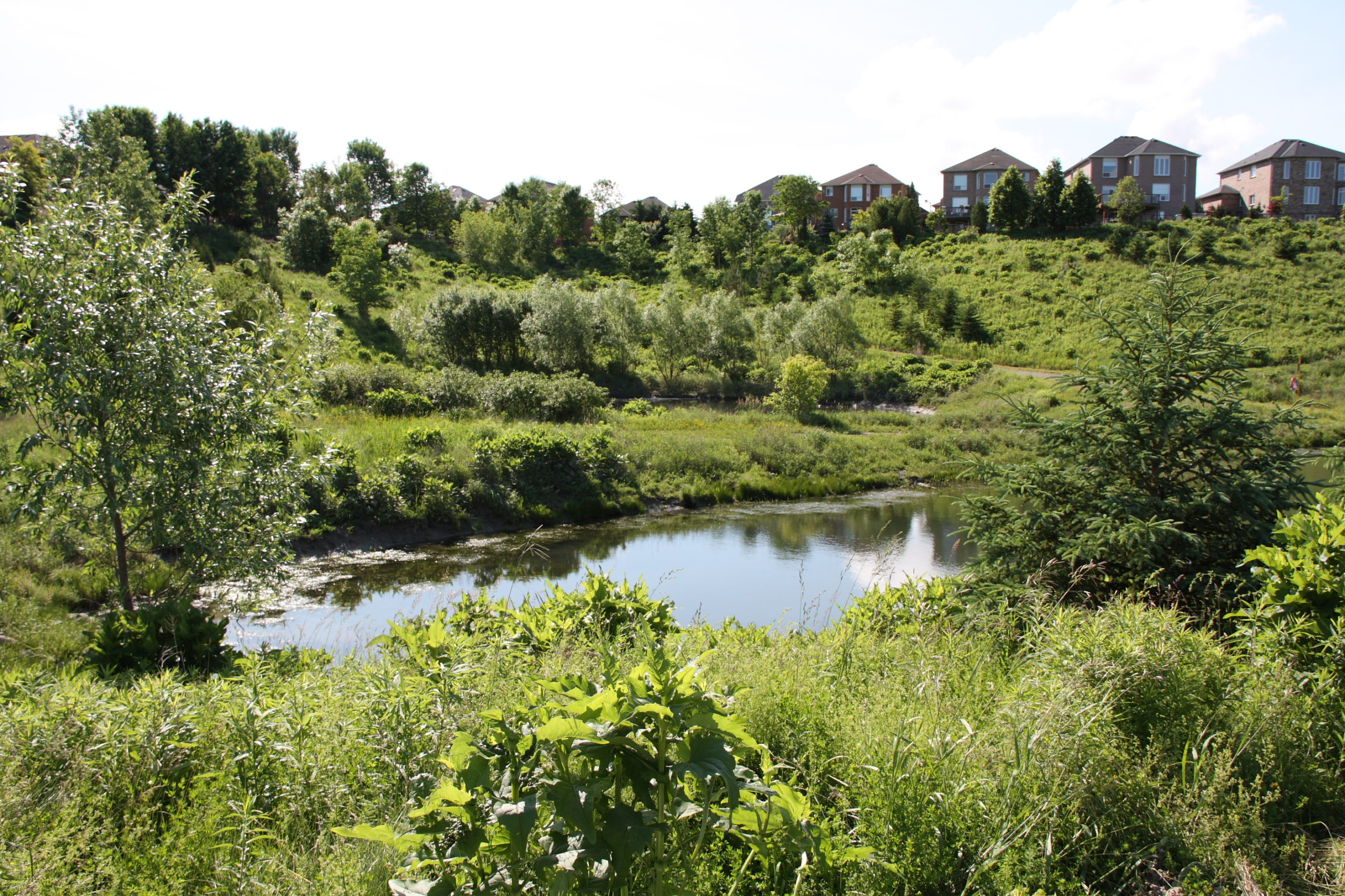 Beautiful pond surrounded by trees and bushes.