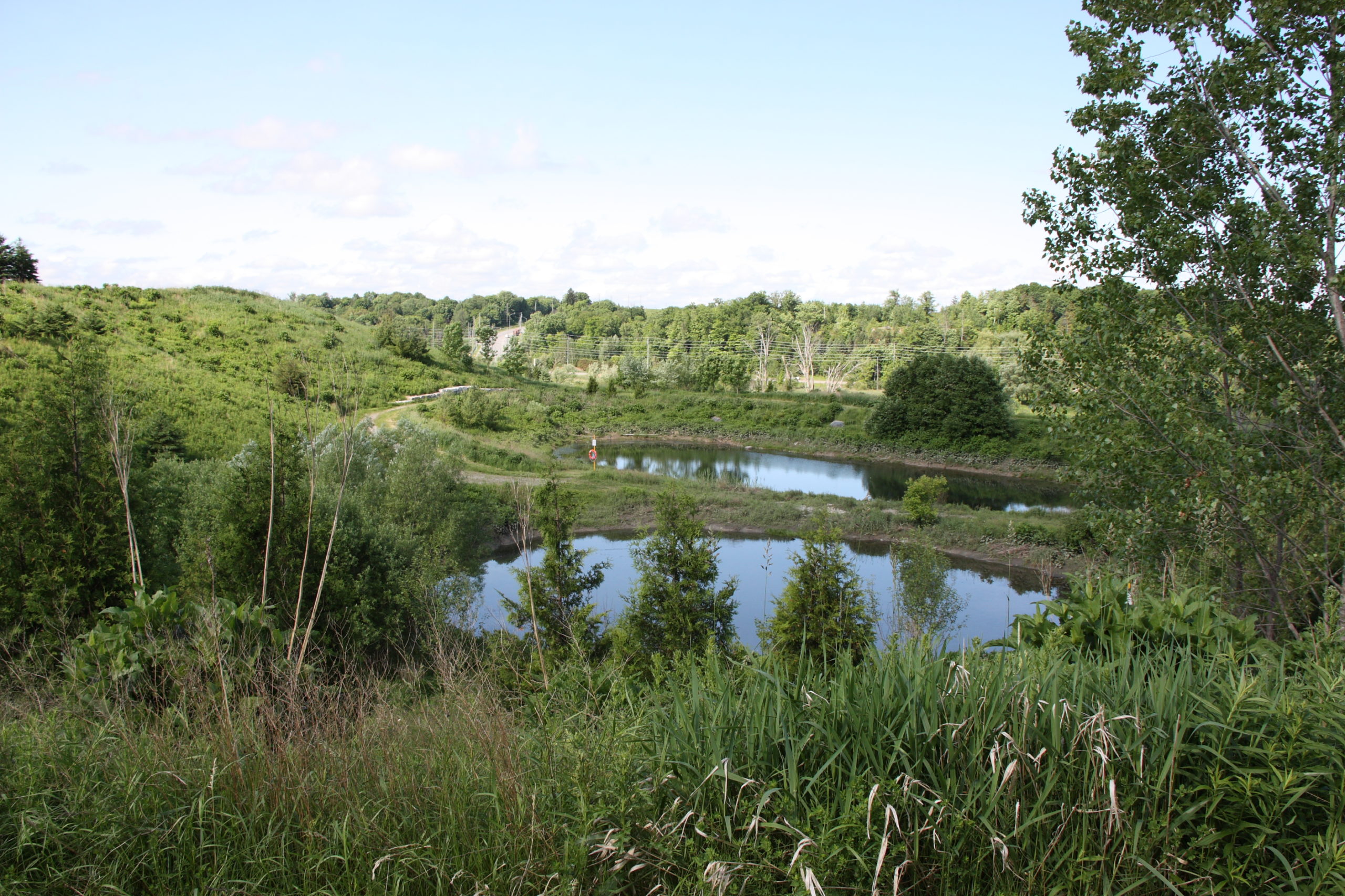 Overlooking the pond.