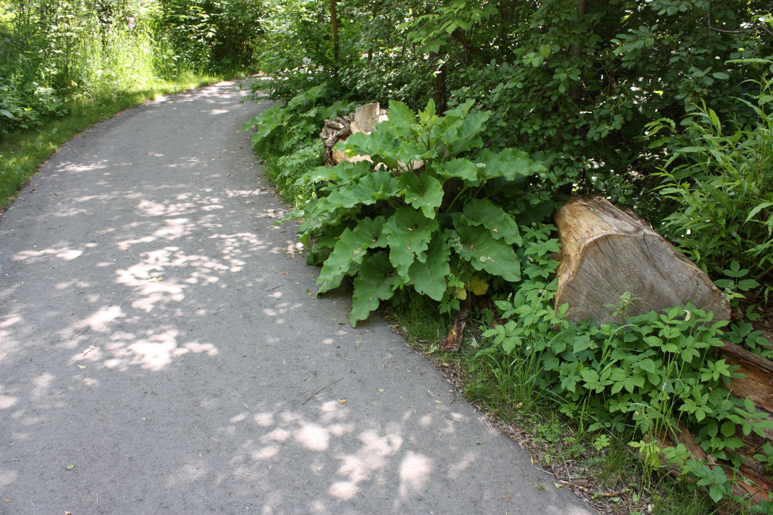 Pathway and bushes