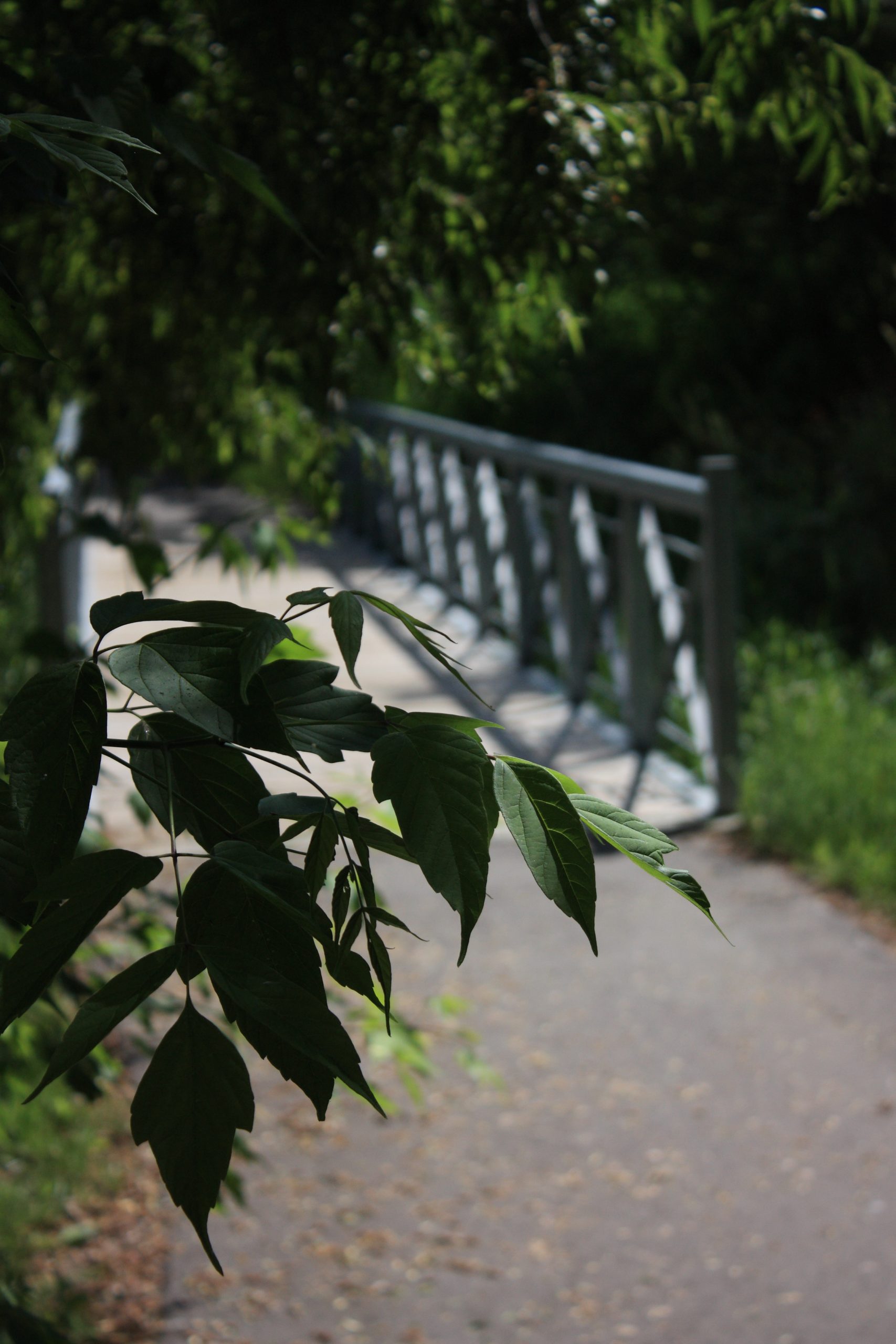 Close up of tree leaves with bridge in background