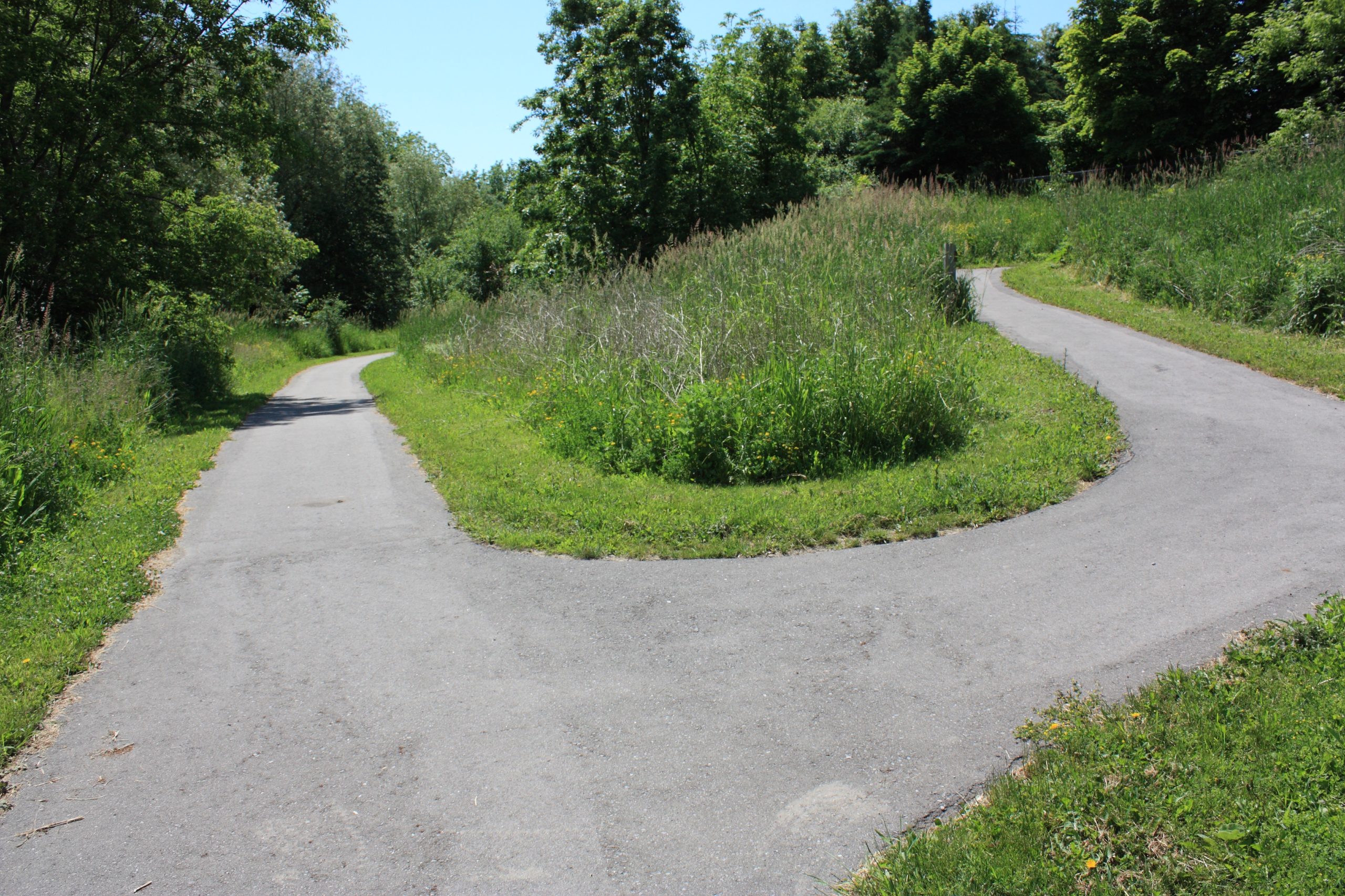 Fork in pathway surrounded by trees and shrubs