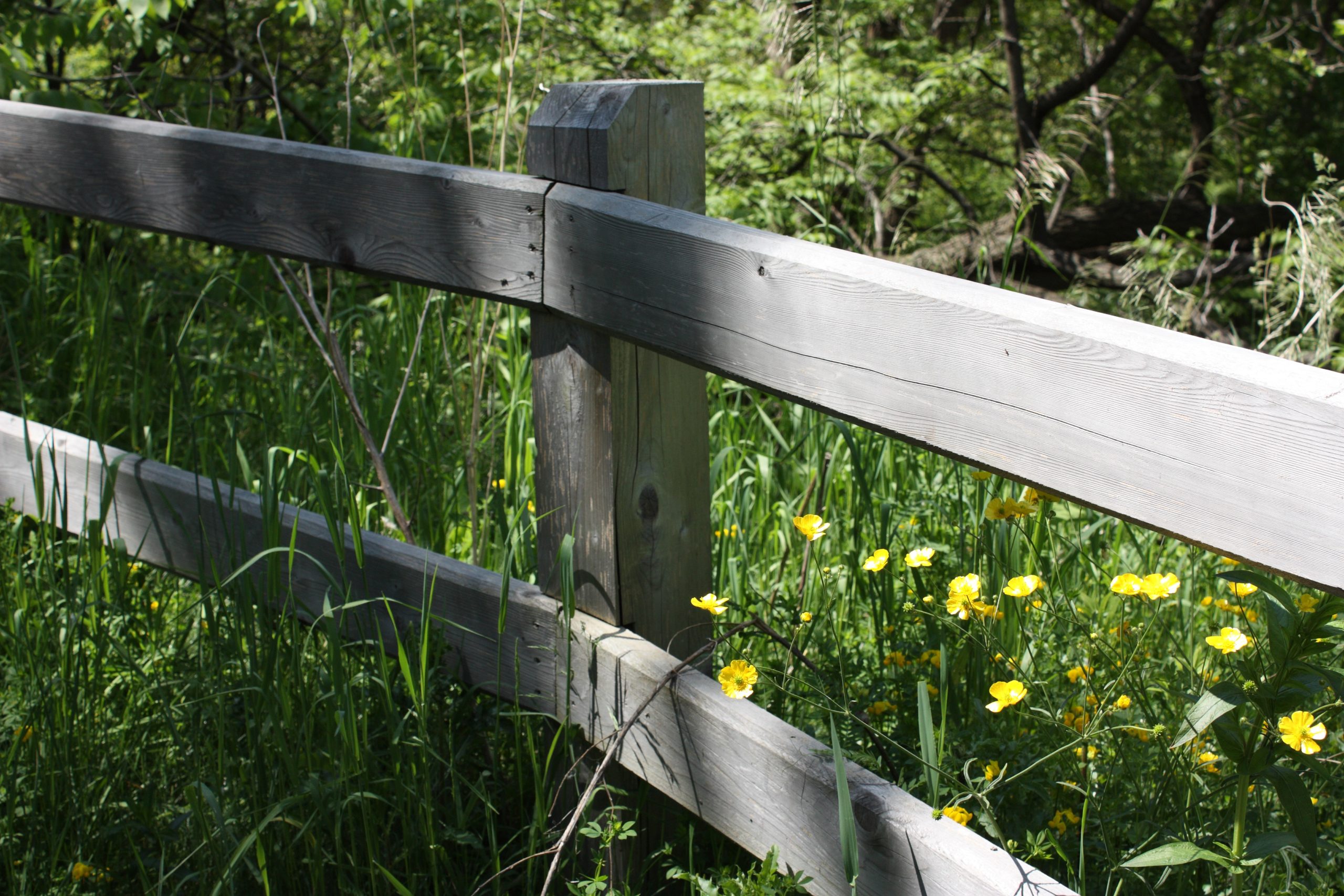 Wooden fence with yellow flowers