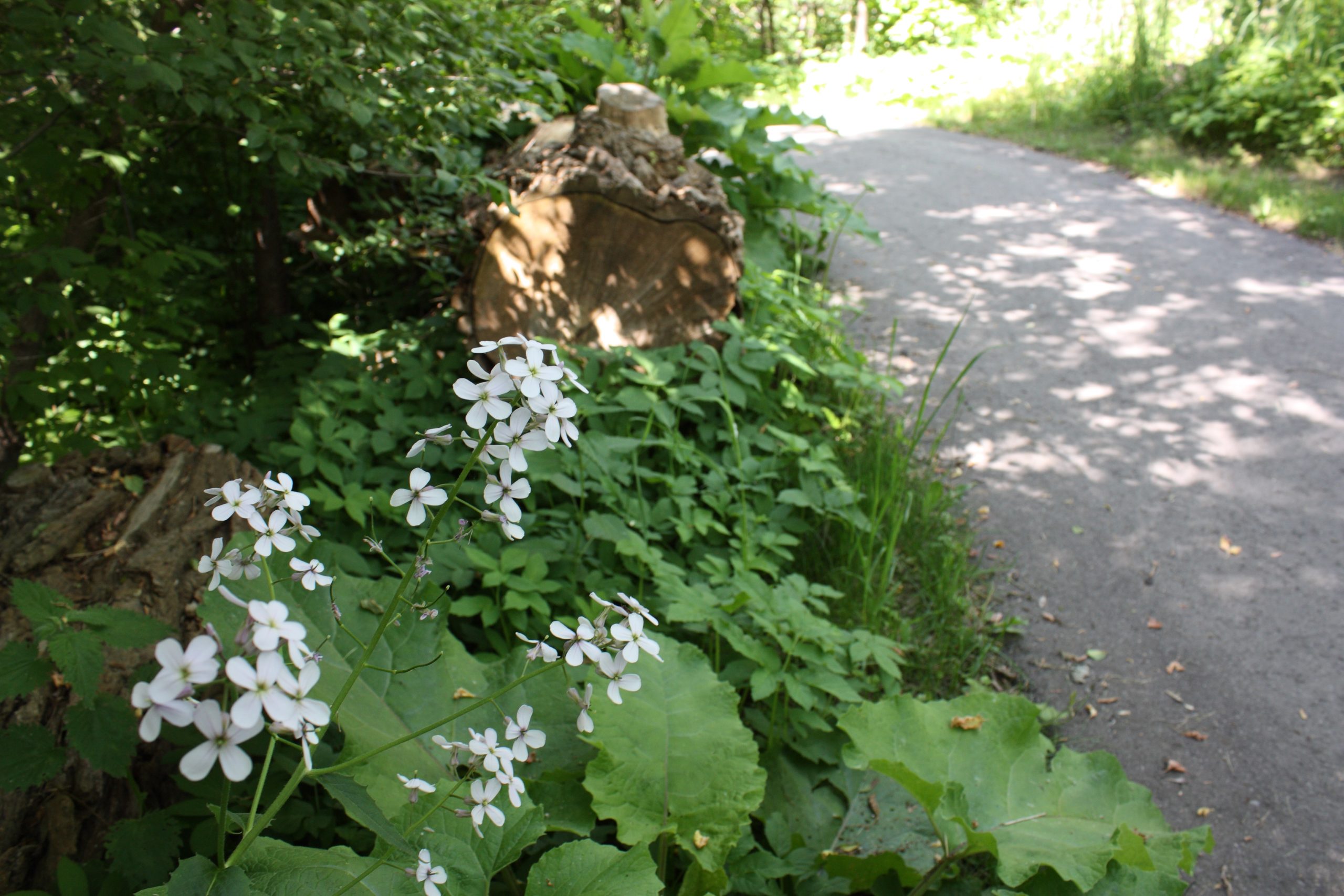 White flowers along pathway