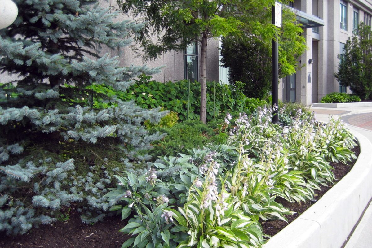 Retaining wall with a blue spruce and hosta plants.