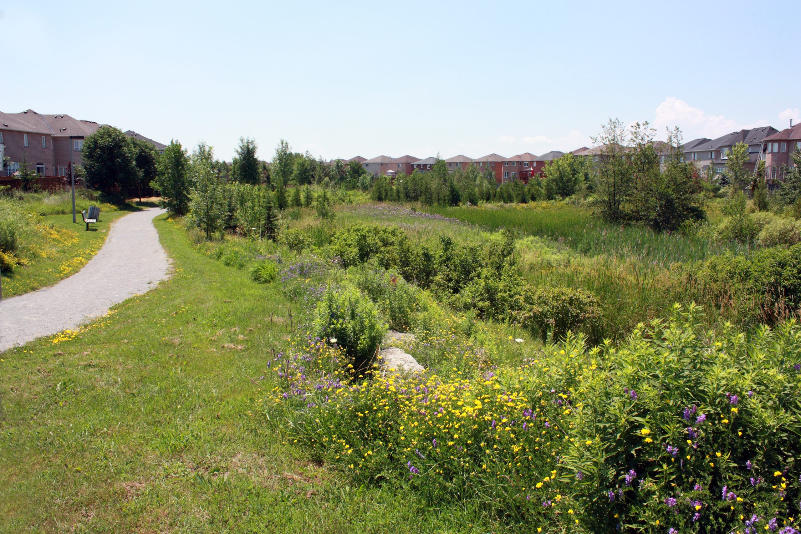 Pathway and shrubs