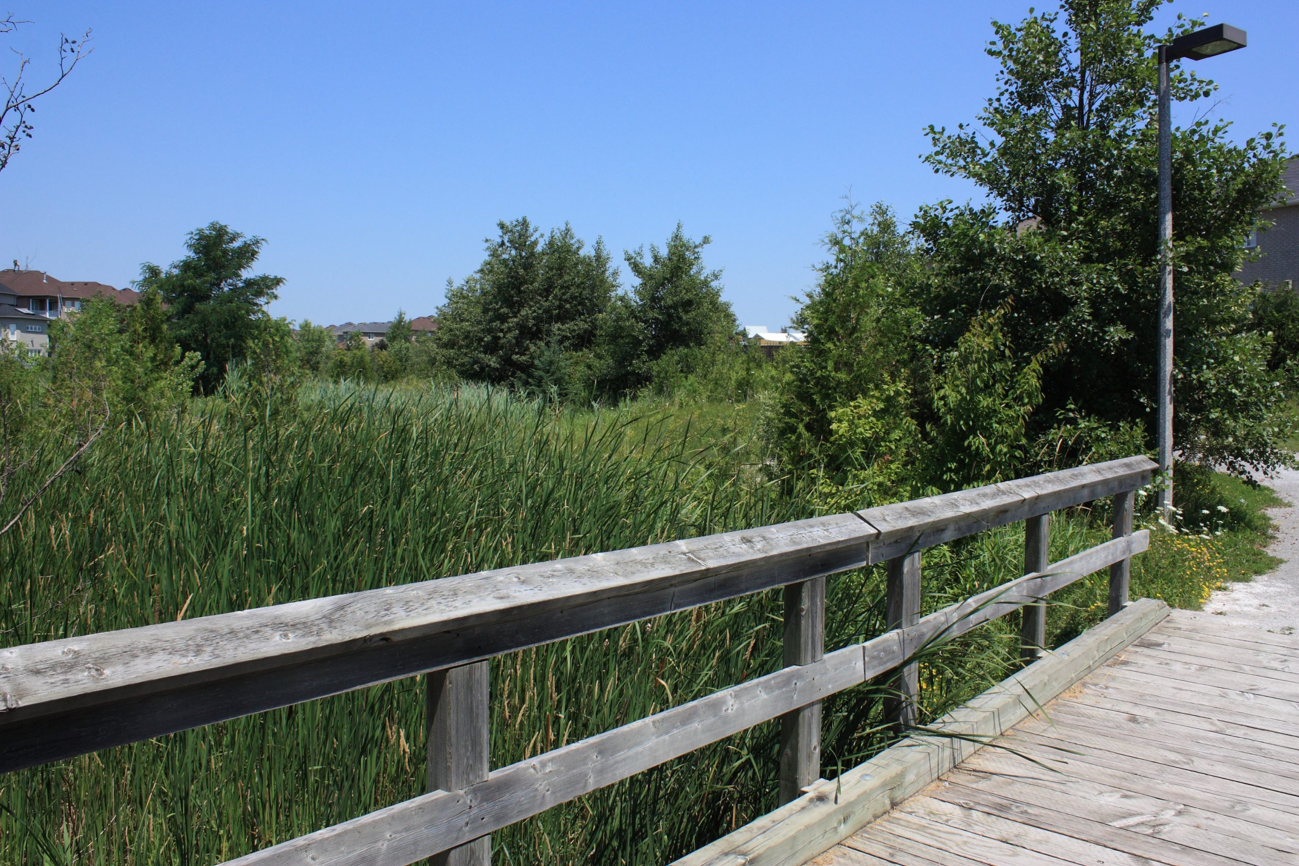 Wooden railing with trees in the background