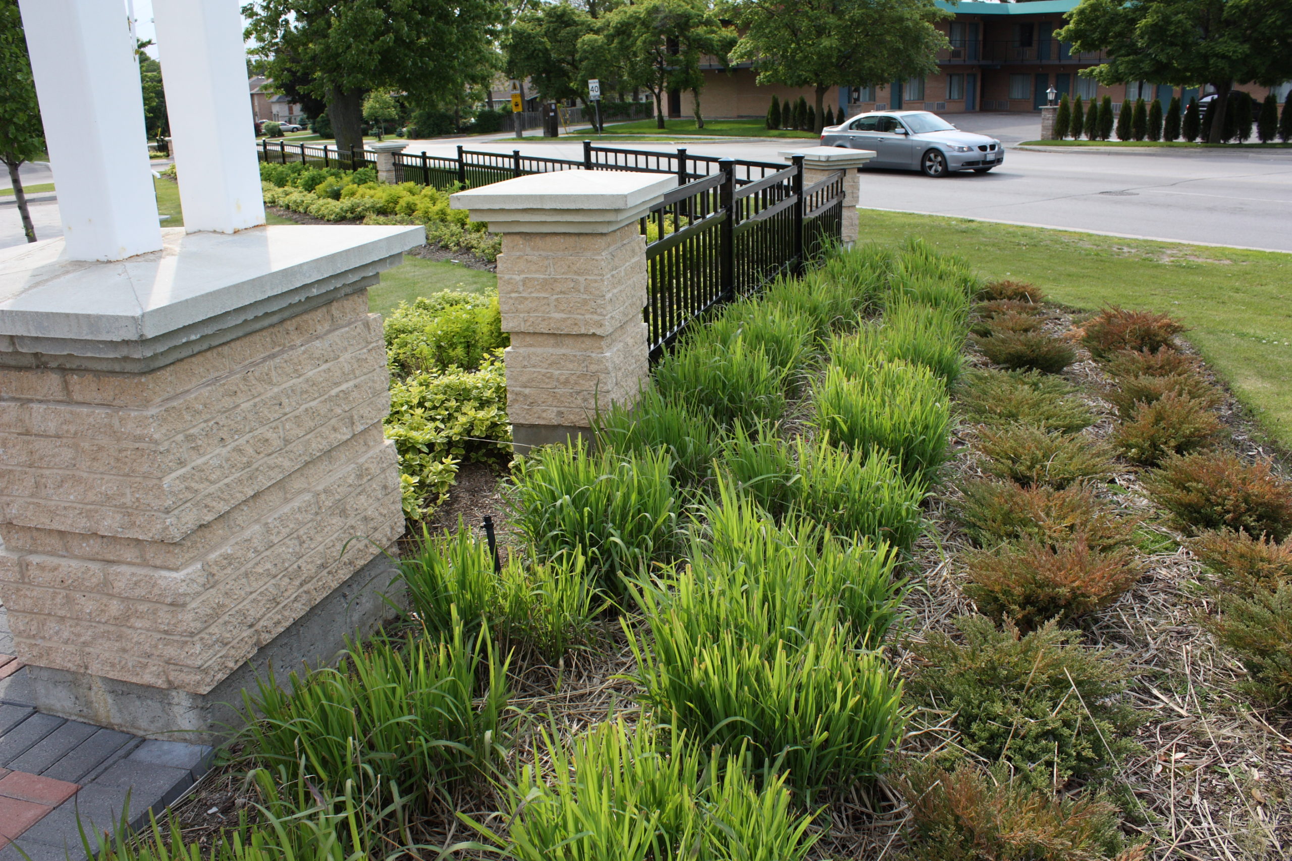 Bushes along the fence