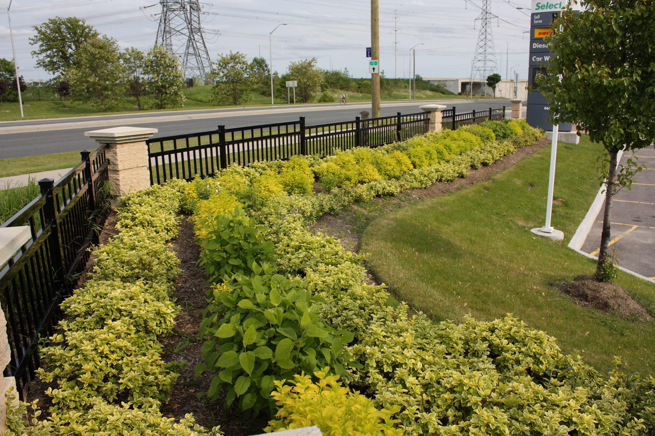 Multiple shrubs along a fence