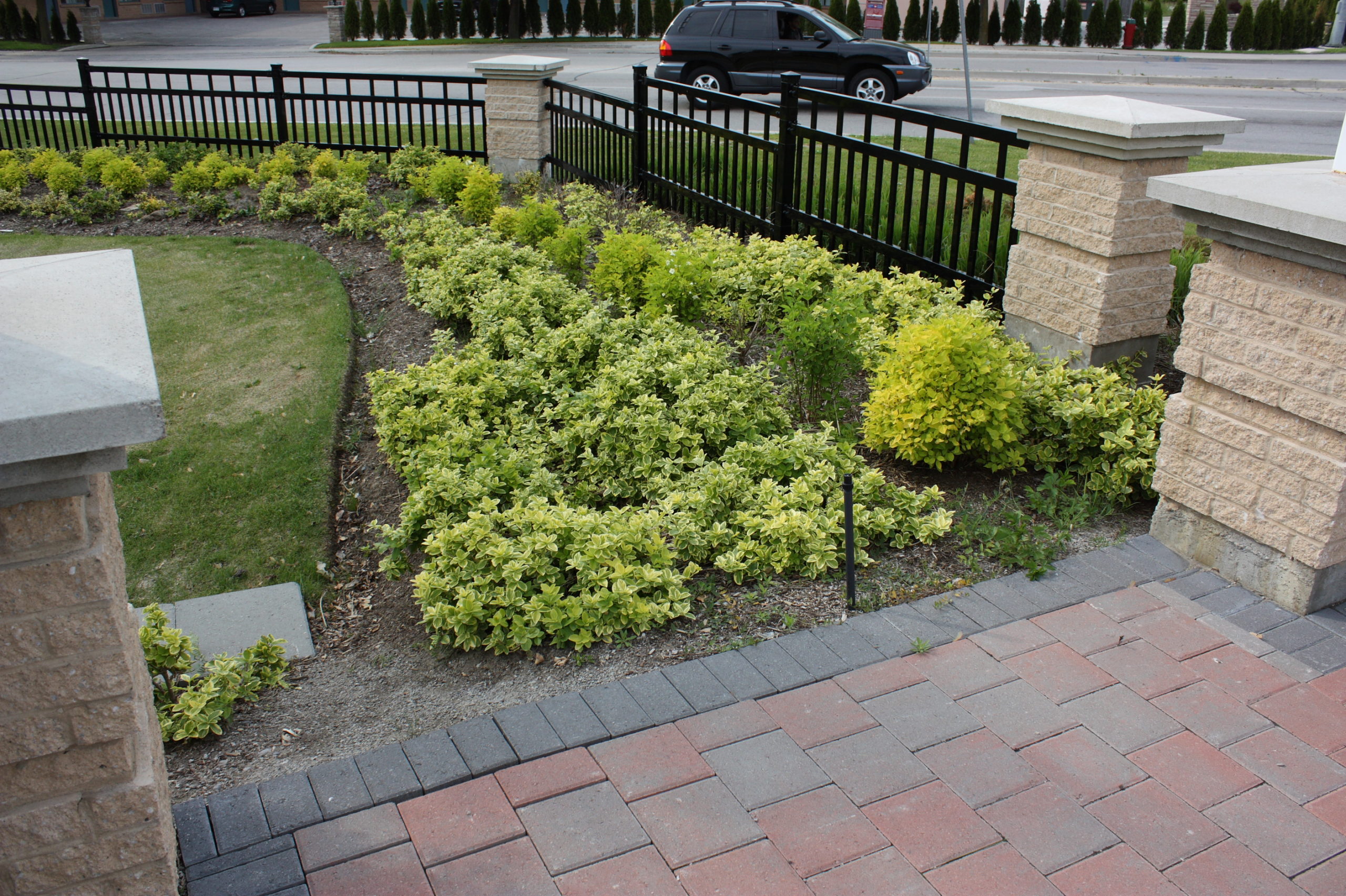 Multiple shrubs along a fence