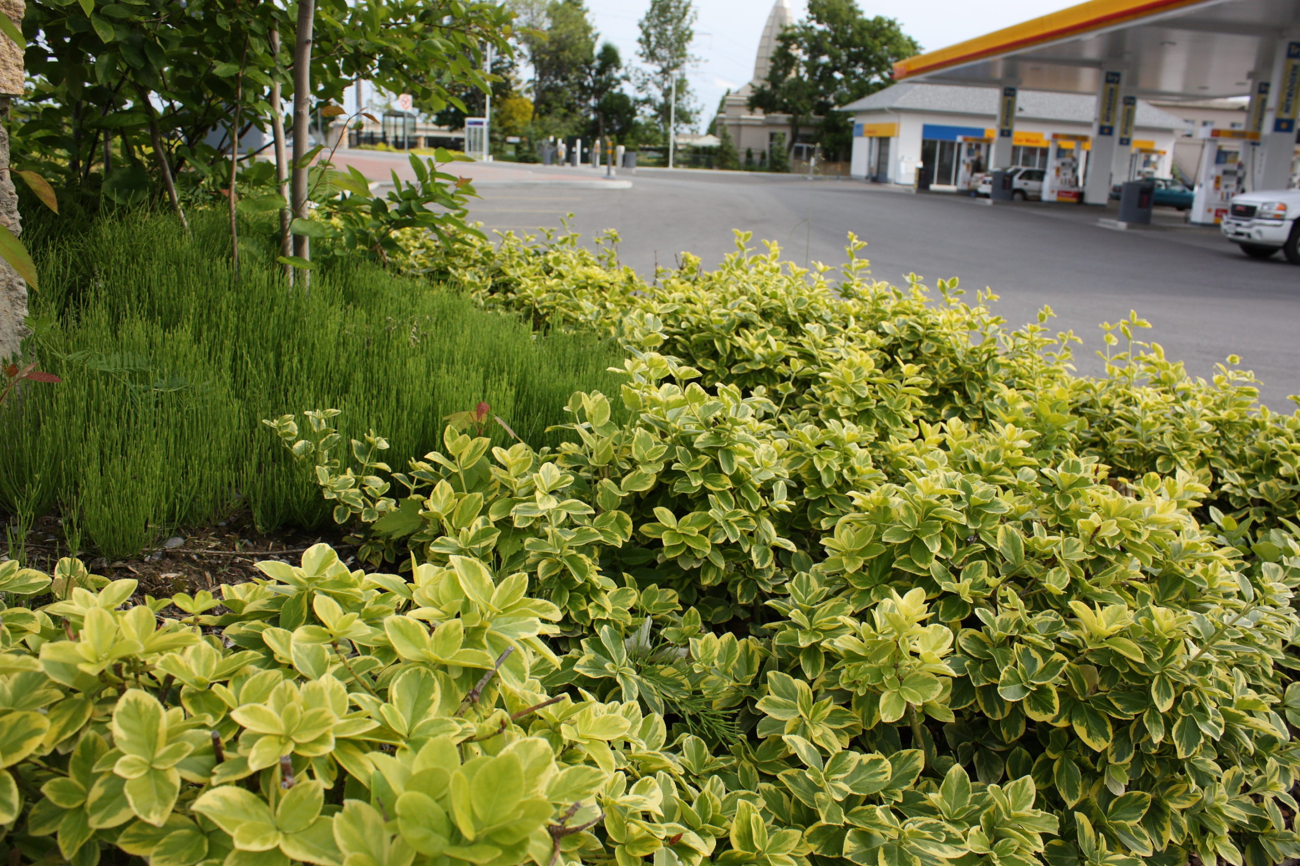 Multiple shrubs along a fence