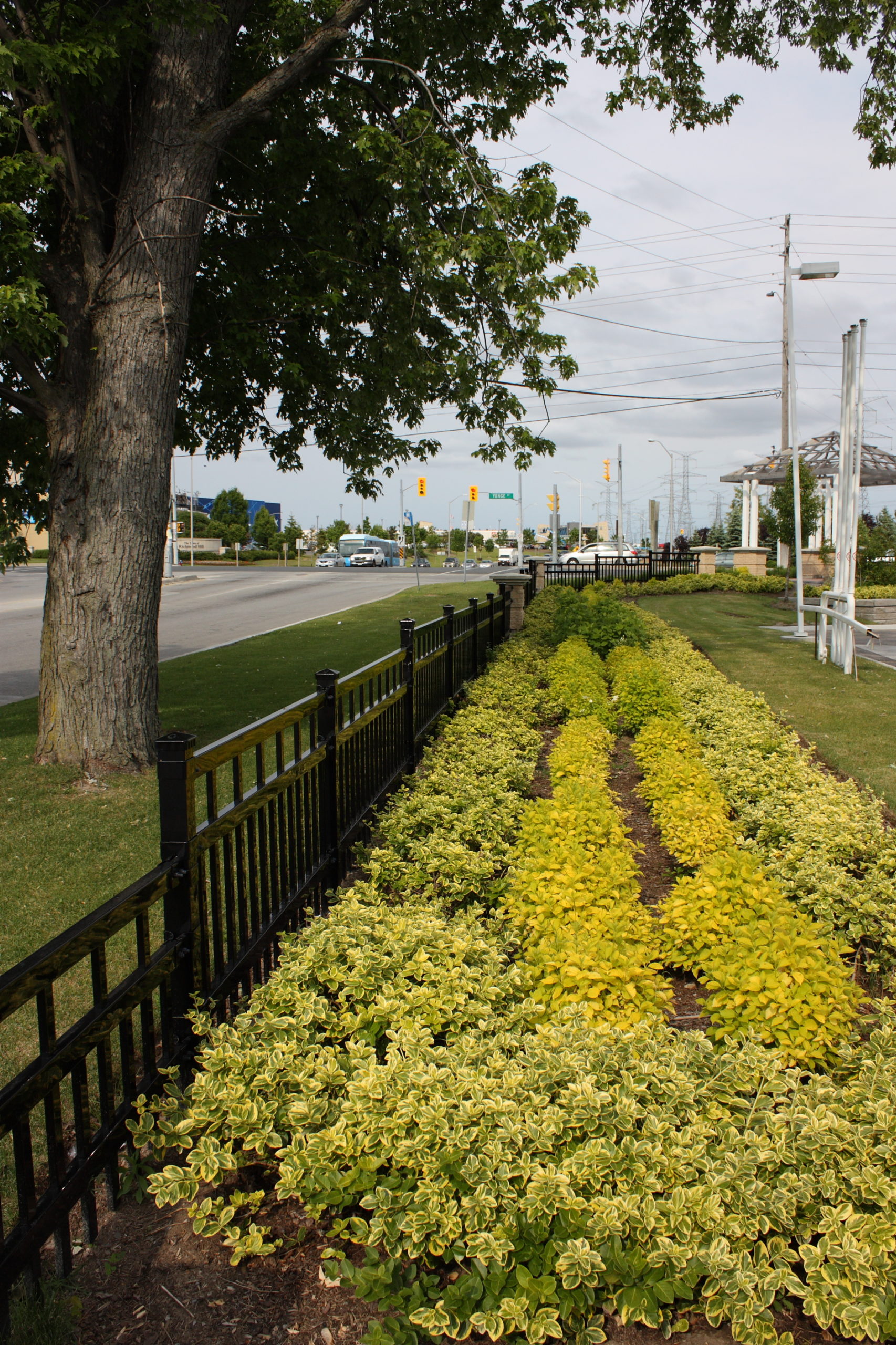 Bed of yellow flower