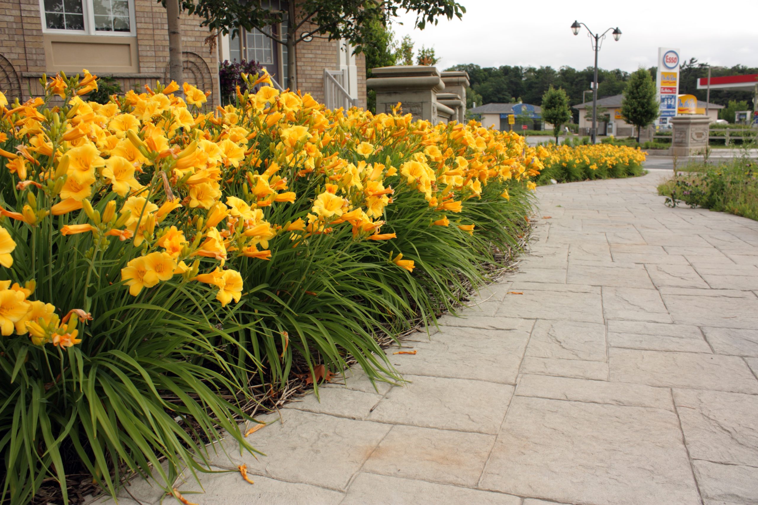 Image of yellow flowers