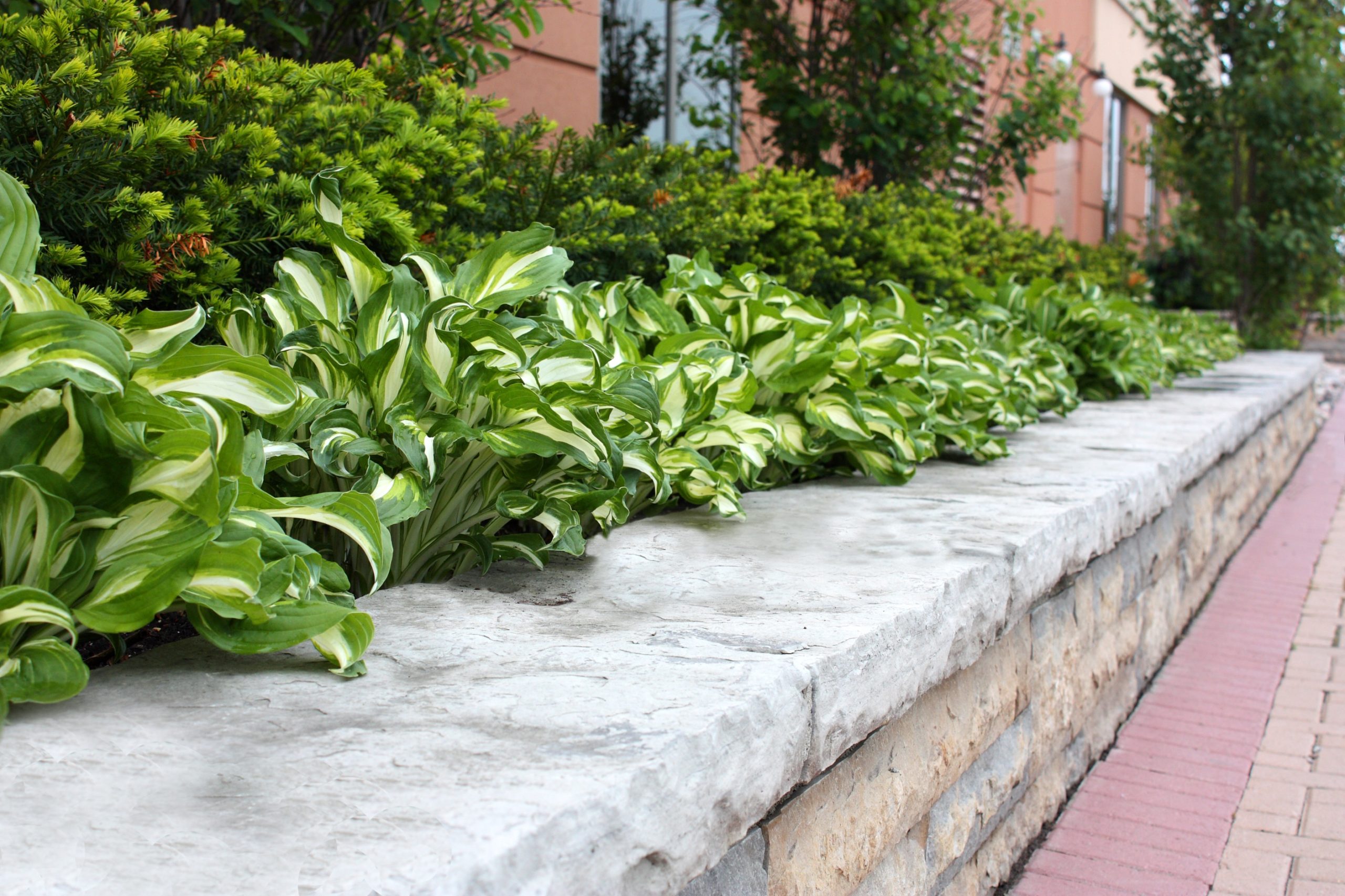 Stone retainer wall filled with hostas